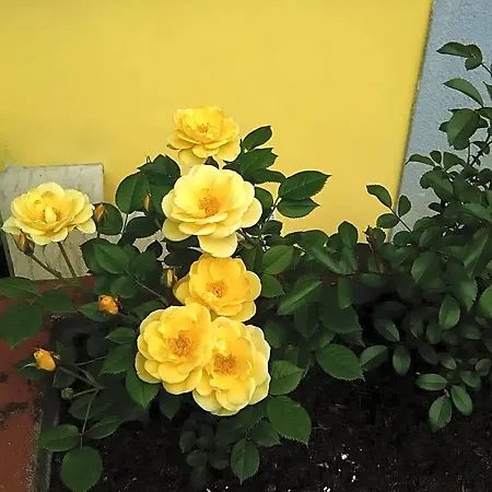 فندق مبيت وإفطار Tisoi