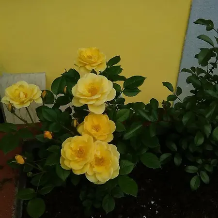 Bed & Breakfast Tisoi Belluno