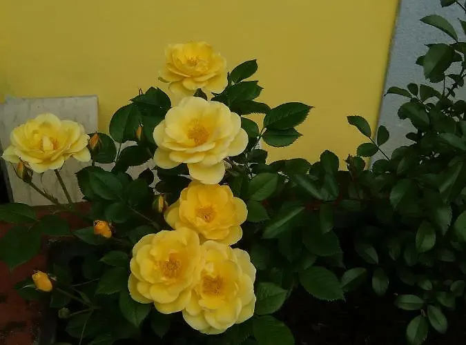 Bed & Breakfast Tisoi Belluno